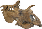 Rohatý dinosaurus Kosmoceratops s unikátní „punkovou“ lebeční anatomií. Zdroj: S. D. Sampson a kol. (2010). Obr. převzat z Wikimedia Commons, v souladu s podmínkami použití (https://commons.wikimedia.org/wiki/File:Kosmoceratopsskull.png)