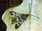 Nesytka ochmetová (Synanthedon loranthi) se vyvíjí ve dřevě jmelí  (Viscum spp.) a ochmetu evropského (Loranthus europaeus). Jako nový druh  ji objevil Milan Králíček v r. 1965  v okolí Hodonína.  Foto Z. Laštůvka