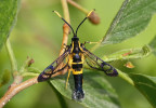 Nesytka ozdobná (Synanthedon mesiaeformis) byla v České  republice zjištěna  teprve v r. 2008.  Její housenka se vyvíjí pod kůrou starších  stromů olše lepkavé (Alnus glutinosa). Foto Z. Laštůvka