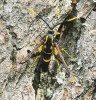 Kladoucí nesytka ozdobná (Synanthedon mesiaeformis) ve spodní části kmene olše lepkavé (Alnus glutinosa). Foto L. Šiman