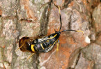 Líhnutí nesytky ozdobné (Synanthedon mesiaeformis) z kůry olše. Foto Z. Laštůvka