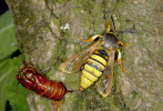 Nesytka jívová (Sesia bembeciformis) je společně s n. sršňovou (S. apiformis) naší největší nesytkou, odpovídá zhruba velikosti sršně obecné (Vespa crabro).  Na snímku právě vylíhlá samička sedící na kmeni vrby jívy (Salix caprea)  vedle exuvie kukly. Foto Z. Laštůvka