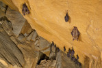 Vrápenci malí (Rhinolophus hipposideros) a netopýři velcí (Myotis myotis) na zimovišti v jeskyni Pod Raisovou vyhlídkou. Foto M. Jóža