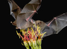 Glosofágy lesní (Leptonycteris yerbabuenae) sají nektar z květů agáve Agave angustifolia. Březí samice po páření migrují až 1 000 km ze západního Mexika do Sonorské pouště v Arizoně podél tzv. nektarového koridoru, kde si doplňují energii z kvetoucích agáve. Foto A. Badyaev