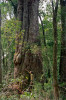 Autor článku u kmene nejmohutnějšího nalezeného stromu borovice Krempfovy (Pinus krempfii), s obvodem kmene 820 cm ve výčetní výšce. Dalatská vysočina, únor 1994. Foto R. Businský