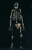 Kostra samice A. afarensis (Lucy) představuje unikátní anatomickou  adaptaci, zřejmě jako reakci na rizika vyvolaná bipedií. Té se přizpůsobila  spíše spodní část postavy, zatímco  horní část si uchovává některé vlastnosti výhodné při pohybu na stromech. Foto M. Frouz
