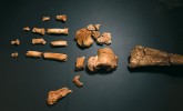 Kostra nohy samice A. ramidus (Ardi). Nápadný je protistojný palec dosud adaptovaný spíše na šplh než na chůzi (tuto funkci přebírají zbývající čtyři prsty). Foto M. Frouz