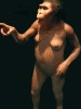 Rekonstrukce samice Australopithecus afarensis, známé jako Lucy, pocházející z areálu Hadar v Afaru (Etiopie). Její stáří je ca tři miliony let. Foto J. Svoboda