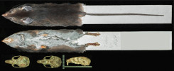 Jediný známý exemplář vzácného, nově objeveného rodu a druhu Chingawaemys rarus je uložen ve sbírkách Zoologického muzea Moskevské státní univerzity. Foto L. A. Lavrenchenko