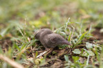 Bělozubky (Crocidura) jsou druhově nejpočetnějším rodem savců (více než 200 popsaných druhů), přesto přinášejí taxonomické studie těchto hmyzožravců další objevy nových druhů. Na snímku dosud nepopsaný druh ze somali-masajské savany, vyskytující se v oblasti východoafrického riftového údolí, od jižní Etiopie po pláně Serengeti v severní Tanzanii. Foto L. Kubáčková
