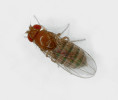 Mezi organismy, u nichž byly koncem 30. let 20. století vůbec poprvé pozorovány telomery a jejich ochranná funkce, patří octomilka Drosophila melanogaster. Foto V. Motyčka 