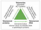 Telomeráza nese ve své RNA informaci o sekvenci telomerové DNA, jež má být přidávána na prodlužované konce chromozomů. Aktivita telomerázy (případně alternativního mechanismu, ALT) se pak stará o patřičnou délku telomerové DNA. Konkrétní sekvence telomerové DNA umožňuje specifickou vazbu telomera- -vazebných proteinů, které společně tvoří ochrannou čepičku chromozomu. Telomerové proteiny jsou důležité i pro zachycení telomerázy na telomerách a umožňují tak prodlužování telomer. Blíže v textu. Orig. P. Fajkus