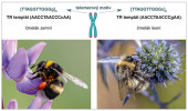 Odlišné telomerové motivy u čmeláka zemního (Bombus terrestris) a č. lesního (B. sylvestris) umožnily identifikaci jejich TR na základě sekvence templátového místa TR, které odpovídá nějaké cyklické permutaci sekvence telomerového motivu. Jednonukleotidové záměny jsou vyznačeny malými písmeny. Foto P. Šípek