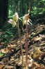 Nová krkonošská lokalita sklenobýlu u Kořenova. Tři kvetoucí rostliny u lesní cesty v bukovém opadu a nápadný květ nenápadné orchideje. Foto P. Čížková