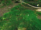 Další nové místo výskytu – sklenobýl ukrytý v mechovém náplavu řeky Jizery u Mýta. Foto K. Lencová