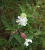 Silenka širolistá (Silene latifolia) – samičí rostlina. Foto: Wikimedia Commons, v souladu s podmínkami použití; foto A. Salo 