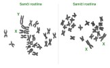 Silenka širolistá (Silene latifolia) představuje klasický model pro studium evoluce pohlavních chromozomů. Chromozom Y je největším v genomu a nedávné studie ukazují, že začal již ztrácet některé geny, a tím degenerovat. Foto R. Hobza