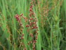Samičí rostlina šťovíku kyselého (Rumex acetosa). U tohoto a některých příbuzných druhů mají samčí rostliny dva pohlavní chromozomy Y. Jejich značná variabilita může souviset s tím, že se nepodílejí na určení pohlaví – je dáno poměrem chromozomů X a autozomů. Foto D. Michalcová