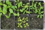 Test tolerance k mědi – nahoře kontrolní půda, dole půda se zvýšenou  koncentrací tohoto prvku. Rostliny silenky dvoudomé (Silene dioica) z populace Tišnov (oba květináče vlevo), populace Špania Dolina (uprostřed) a laboratorní linie silenky širolisté (S. latifolia) U15 byly pěstovány pět týdnů ve skleníku.  Je patrné, že tolerantní k mědi jsou pouze rostliny z populace rostoucí na haldě v obci Špania Dolina. Foto V. Hudzieczek