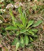 Penízek modravý (Noccaea caerule­scens, dříve Thlaspi caerulescens). Foto P. Symon