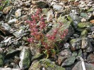 Silenka dvoudomá (Silene dioica) je historicky první  rostlinou, u které byla publikována schopnost tolerovat vyšší  koncentraci těžkých  kovů v půdě.  Snímek z haldy poblíž  obce Špania Dolina  na Slovensku.  Analýzy půdních vzorků z této lokality ukazují  až 70násobné  zvýšení obsahu mědi oproti normálu. Foto V. Hudzieczek