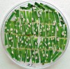 Testování fenotypu (virulence) nově zachycených izolátů hostitelské formy Blumeria graminis f. sp. hordei (Bgh) na listových segmentech 10 rozlišovacích odrůd. Blíže v textu. Foto E. Janáková