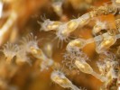 Mechovnatka jemná (Urnatella  gracilis), velikost 1–6 mm.  Soutok Labe a kanálu chladicího okruhu  Elektrárny Opatovice. Foto J. Špaček