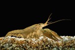 Orconectes immunis ulovený v tůních v nivě Rýna nedaleko Špýra (Speyer). Foto P. J. Juračka
