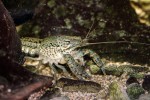 Rak mramorovaný (Procambarus fallax f. virginalis) z akvarijního  chovu. Foto M. Bláha