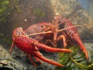 Raci z druhového komplexu Procambarus acutus (na snímku jedinec  z Nizozemska) se podobají podstatně  rozšířenějšímu raku červenému  (P. clarkii). Foto B. Koese