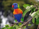 Nová hrozba, která snad byla zažehnána – lori mnohobarvý (Trichoglossus haematodus), původem  z Austrálie. Foto A. Sin, CC BY-SA 2.0, převzato v souladu s podmínkami použití
