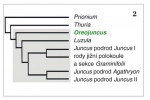 Postavení rodu Oreojuncus ve fylo­genetickém stromu sítinovitých (Junca­ceae) na základě molekulárních dat  získaných z chloroplastu, mitochondrie i jádra. Orig. L. Záveská Drábková