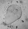 Mikrobiální „zoo“ ve střevech termitů. Mutualistický protist z rodu brvitka (Trichonympha sp.) vždy přítomný ve střevě termita pacifického (Zootermopsis an­gusticollis), fotografie ze světelného mikroskopu. Brvitky a další protista, bakterie a archea pomáhají termitům trávit celulózu z rostlinné stravy (především rozkládajícího se dřeva). Foto F. Husník 
