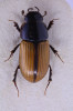 Hnojník Aphodius (Esymus) merdarius pojmenovaný podle zdroje potravy – trusu (latinsky merda). Foto P. Kment