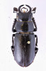 Roháč Lucanus (Pseudolucanus) xerxes byl popsán z pohoří Zagros v Íránu a pojmenován po starověkém perském králi. Na snímku je holotyp tohoto menšího druhu roháče, samec dosahující velikosti 34 mm. Foto P. Kment