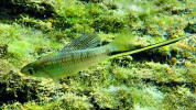 Mečovka Montezumova (Xiphophorus montezumae) byla pojmenována po posledním aztéckém panovníkovi Moctezumovi II. (1502–20), krvavém vládci, ale také romantizované postavě, o čemž svědčí třeba 6 barokních oper, včetně té od Josefa Myslivečka. Foto R. Slaboch