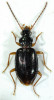 Střevlíček šídlatec Chujôův (Bembidion chuji) se stal obětí pravopisné chyby, podle Kódu zoologické nomenklatury ji však již nelze napravit. Foto L. Toledano