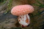 Hlívovec ostnovýtrusý (Rhodotus palmatus) je u nás vázaný téměř výhradně na mrtvé dřevo jilmů (Ulmus). Kvůli grafióznímu onemocnění nebude v lesích dostatek vhodného substrátu a hlívovec pravděpodobně vymizí. Foto D. Dvořák