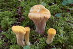 Kyj uťatý (Clavariadelphus truncatus), mykorhizní symbiont jehličnanů – zejména jedle bělokoré (Abies alba), se vyskytuje na bazických půdách. Druh je ohrožen imisemi a úbytkem jedle. Foto M. Kříž