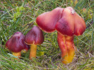 Voskovka granátová (Hygrocybe punicea) patří k největším zástupcům tohoto rodu na našem území. Roste vzácně na nehnojených trávnících. Foto L. Zíbarová