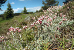 Kvetoucí samičí populace kociánku dvoudomého (Antennaria dioica) v národní přírodní památce Křížky ve Slavkovském lese. Foto P. Tájek