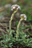 Kociánek dvoudomý (Antennaria dioica), samčí rostlina. Foto z archivu Základní organizace Českého svazu ochránců přírody Hořepník