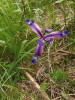 Kosatec trávovitý (Iris graminea). Vzácný druh teplomilných doubrav a travnatých strání, v České republice se přirozeně vyskytuje pouze na Moravě. Arnoldstein, Rakousko. Foto P. Kúr