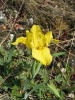 Kosatec písečný (Iris arenaria) – další jihomoravský stepní druh, kvete o něco později než kosatec nízký. Svatý kopeček, Mikulov. Foto P. Kúr