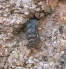 Ovsenka skalní (Chondrina avenacea) se vyskytuje celoročně na lomové stěně. Dospělí plži s průměrnou délkou ulity 7 mm jsou aktivní, pokud jim to vlhkost a teplota dovolí a když nacházejí dostatek potravy (nárůsty řas a lišejníků na skále). Foto P. Pech