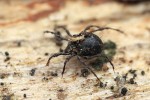 Pancířník rodu Damaeus (Oribatida), zástupce skupiny s druhotně nepohlavním rozmnožováním, na spodní straně  padlého kmene v dubobukovém lese.  Foto P. Krásenský