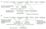Na základě dostupných indicií  lze zrekonstruovat dva možné scénáře vzniku hexaploidního pýru plazivého. První možností je hybridizace tetraploidního pýru s genomickou konstitucí St1H1 (H genom ječmene již obsahuje příměsi prosa – Panicum) s jiným diploidním druhem rodu Pseudoroegneria (St2),  z níž by vzešel triploidní hybrid St1St2H1. Pokud by došlo ke zdvojení genomu, vytvořil by se hexaploidní pýr St1St1St2St2H1H1. Takový hexaploidní pýr mohl vzniknout vícekrát – za přispění různých ječmenů, evropských i amerických. Následná hybridizace mezi různými typy pýru potom mohla vést k pýru s genomickou konstitucí, jak jsme ji odhalili my – St1St1St2St2H1H2.  Druhou možnost představuje hybridizace za účasti neredukované gamety alo­tetraploidního druhu Pseudoroegneria (St1St1St2St2) a normální, tedy redukované, gamety alotetraploidního ječmene (H1H2, opět již s příměsí prosa).  Výsledkem by byl přímo hexaploidní  pýr St1St1St2St2H1H2. Oba scénáře  jsou reálné, neboť jak tetraploidní pýry,  tak druhy rodů Pseudoroegneria a Hor­deum z přírody známe. Orig. V. Mahelka