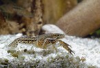 V akváriích se objevují i různé druhy nenáročných raků, např. partenogeneticky se rozmnožující severoamerický  rak mramorovaný (Procambarus fallax  f. virginalis). Pro chovy je snadno dostupný, představuje však velké ekologické riziko při úniku nebo vysazení do evropské přírody jako invazní druh. Foto K. Sezemská