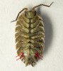 Stínka ze spodního pohledu – u zástupců čeledi Porcellionidae můžeme pozorovat na prvních dvou zadečkových článcích bílá tracheální políčka. Foto K. Sezemská