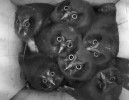 Neobvyklý počet sedmi téměř  letuschopných mláďat  sýce rousného  (Aegolius funereus) v ptačí budce,  která sledují přílet  jednoho z rodičů.  Tento druh mívá  většinou tři až pět  mláďat. V levé části budky je vidět kořist – myšice vhozená  rodičem dovnitř. Fotografie byla pořízena chytrou ptačí budkou  se zabudovaným  kamerovým systémem, který byl později  upraven pro online  monitorování v rámci občanskovědního  projektu Ptáci Online. Foto z archivu  M. Zárybnické